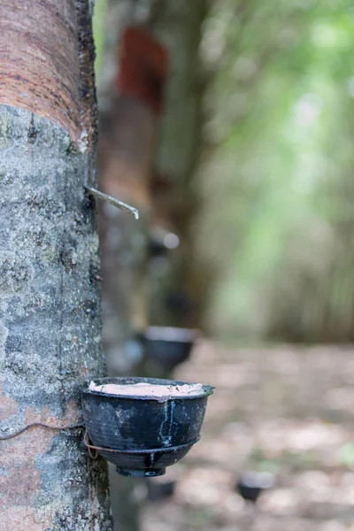 Rubber nursery in kottayam